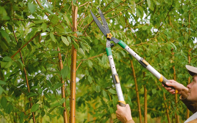 Tree trimming in Massena, NY